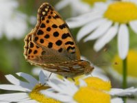 silbriger (kleiner) Perlmutterfalter Oberseite